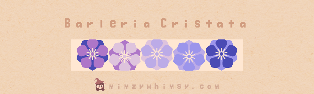 Barleria Cristata